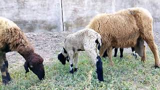 Enjoying the grazing grass look at all are in their work [upl. by Allenrac663]