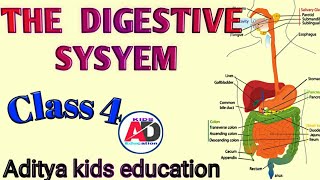 The Digestive System  Class 4  Science [upl. by Acillegna719]