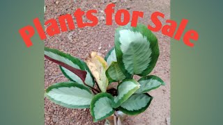 Plants for Sale sale video8129851282 greensmygarden [upl. by Lobiv362]