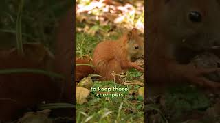 Why Squirrels Never Stop Eating The Secret Behind Their Teeth squirrelteeth shorts naturefacts [upl. by Maier405]