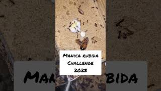 The manica rubida challenge Fierce and aggresive [upl. by Mussman]