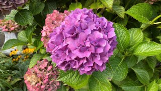 Different Colors BigleafMophead Hydrangea Macrophylla 4K September 2024 [upl. by Neirrad361]