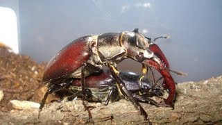 Lucanus cervus cervus  Stag Beetle  Hirschkäfer [upl. by Stubbs]