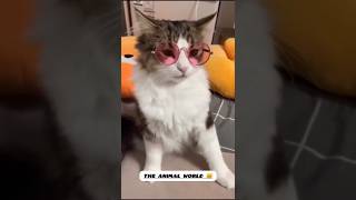 Funny cat video🐾😸youtube shortsshortsfeedcatcute cuteanimalstrending catlovercutecatsmusic [upl. by Enelhtac814]