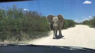 Elephant Attack Etosha National Park Namibia  2018 [upl. by Ecinahs916]