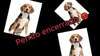 Perrito encerrado 😡Meme [upl. by Yllib199]