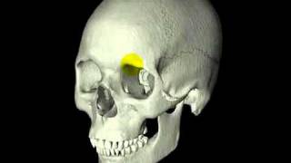 Anatomie Schädel 111 Grobe Übersicht [upl. by Quenby]