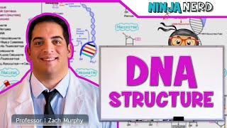 Cell Biology  DNA Structure amp Organization 🧬 [upl. by Leake317]