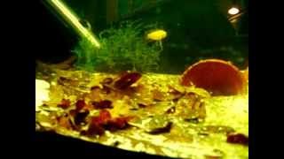 Apistogramma Agassizi Fire Red  Breeding III [upl. by Anotyal124]