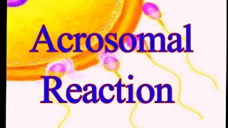 Acrosomal Reaction I Acrosomal Process I proteolytic enzymes I Bindin I RhoB I ResactI Golgi Complex [upl. by Spanjian]