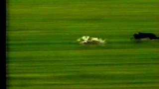 Corrida de GalgoImportado Irlandes Argentina Racing Greyhound Derby [upl. by Ramedlab]