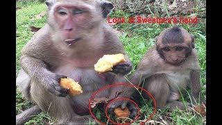 Spoiled baby monkey Sweatpea was hit by mother when he tried to steal his mums foods [upl. by Ahtoelc]