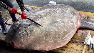 40년 경력 어부도 놀란 초초초대형 개복치 해체작업 풀버전 Giant Sunfish cutting skills  Korean street food [upl. by Arayc880]