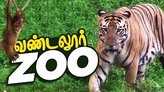 VANDALUR ZOO 2020  Arignar Anna Zoological ParkVandalurChennai  Chennai ZOO [upl. by Seuqram863]