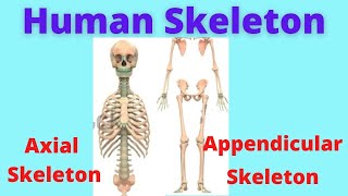 Axial Skeleton  Appendicular skeleton  Anatomy of skeleton  Human Anatomy and Physiology [upl. by Newell]