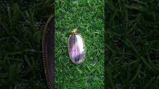 Amazing natural laborate pendlejewellery gemsstone art vairalshort yutubeshorts [upl. by Lanrev]