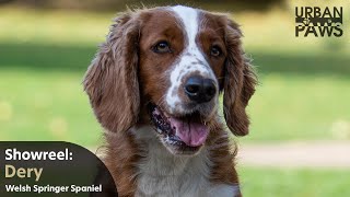 Dog Training Dery Welsh Springer spaniel [upl. by Mungam]