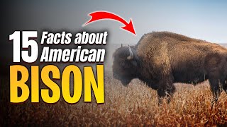 15 Facts About American Bison Buffalo [upl. by Yci]