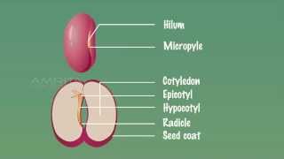 Embryo of Dicot Seeds  MeitY OLabs [upl. by Nabala]