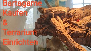 Bartagame Kaufen  Bartagamen Haltung  Terrarium Einrichten [upl. by Rollin]