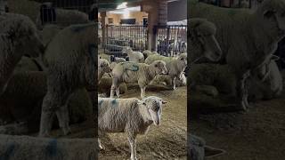 Australian lamb  Dorset Doll Australian sheep’s breed shorts sheep shortvideo [upl. by Claud855]