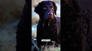 Meet the First Retrieving Breed  Curly Coated Retriever [upl. by Biernat]