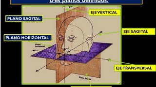 Fisiología Mandibular  Oclusión Dentaria Básica [upl. by Gino231]