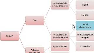 Semen Analysis Part 1Flavin SeminalAcidPhosphatase SAP FlourmetricAssay ForensicSerology [upl. by Yrruc]