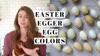 EASTER EGGER EGG COLORS  Tractor Supply Chicks [upl. by Enitsed203]