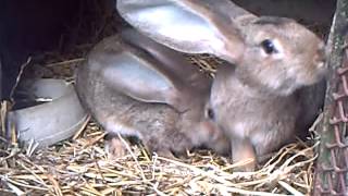 Elevage de lapin en Agriculture Bio Test [upl. by Saint]