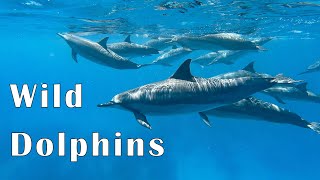 Swimming with Wild Dolphins in Hawaii [upl. by Trabue]