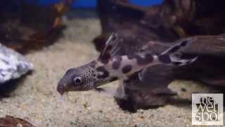 Synodontis Decorus [upl. by Pollie]