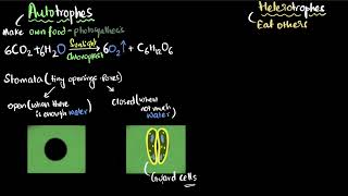 Class 10th Science  Digestive System Heterotrophic Nutrition  Alimentary canal  Chapter 6 [upl. by Reniar94]