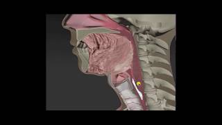 Anatomy amp Physiology of Swallowing  MBSImP Animations [upl. by Gavin]