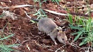 The giant rats sniffing out landmines in Tanzania [upl. by Nna83]