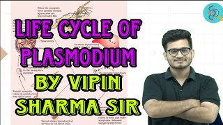 Life cycle of plasmodium by Vipin sir [upl. by Gillie]