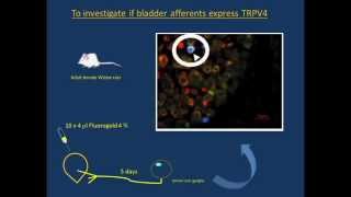 Coadministration of transient receptor potential vanilloid 4 TRPV4 and TRPV1 antagonists [upl. by Ruford]