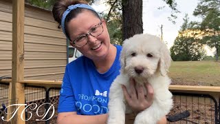 Goldendoodle Puppies Schnoodle Puppies Cockapoo Puppies breeder [upl. by Aneeh]