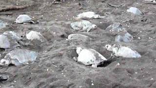 Playa Ostional Costa Rica Olive Ridley sea Turtle nesting quotArribada [upl. by Merl258]