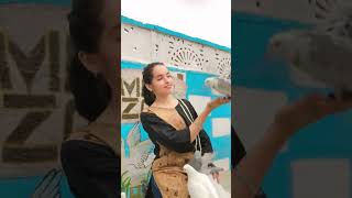 Lots of Pigeon Love  Pigeon Girl  Pigeon Lover  Indian Song shorts trending youtubeshorts [upl. by Akerehs]