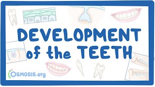 Development of the Teeth [upl. by Emmeline]