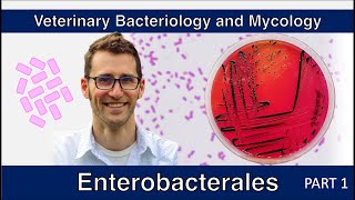 Enterobacterales  nonE coli Part 1  Veterinary Bacteriology and Mycology [upl. by Garek]