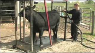 Fitting and Showing Angus Cattle Part 1 [upl. by Newbill390]