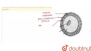 Draw a neat diagram of an oocyte and labeli Corona radiata ii Zona pellucida iii Perivite [upl. by Leimaj]