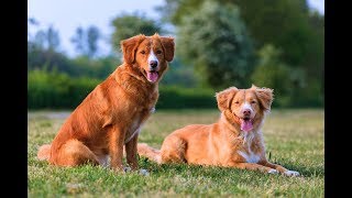 Nova Scotia Duck Tolling Retriever [upl. by Edge975]