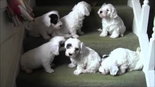 Sealyham Puppies on Stairs [upl. by Hoban]