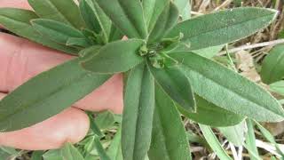 Species of plants Lithospermum arvense the field gromwell corn gromwell [upl. by Dnalkrik614]