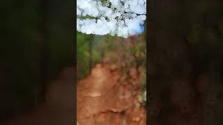 hiking at big bend national park bigbendnationalpark bigbend hiking shortsvideo traveling [upl. by Benton]