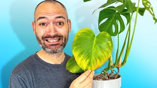 Heres Why Your Monstera Is Turning Yellow [upl. by Ydurt]