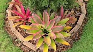 Grow this Beautiful Aechmea Bromeliad [upl. by Hallagan]